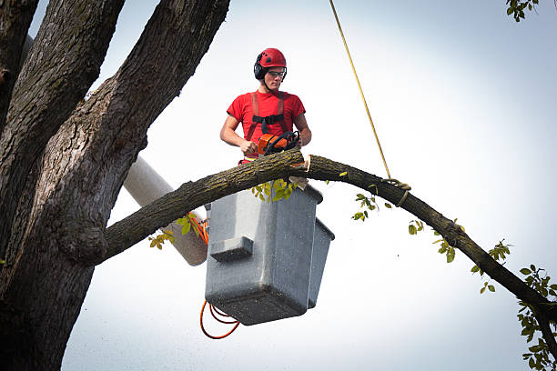 How Our Tree Care Process Works  in  Norwood, PA