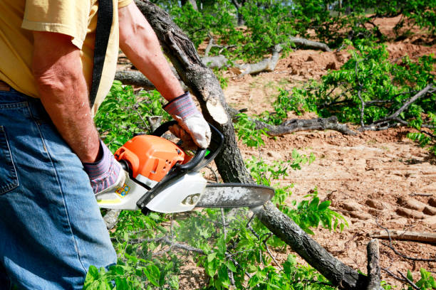 Reliable Norwood, PA Tree Services Solutions